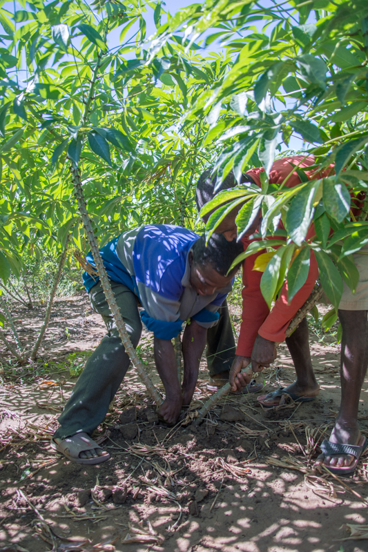 Vous Lancer Dans La Culture Du Manioc Et Cuisiner Des Bons Petits Plats ...